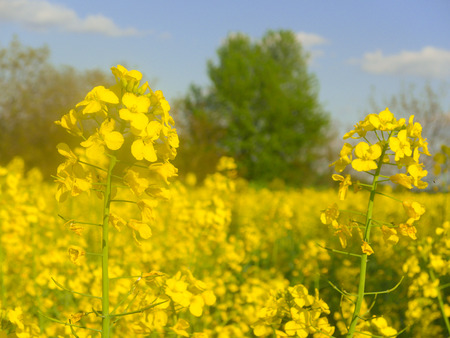 Bright yellow rape flowers in a rape fieldの写真素材