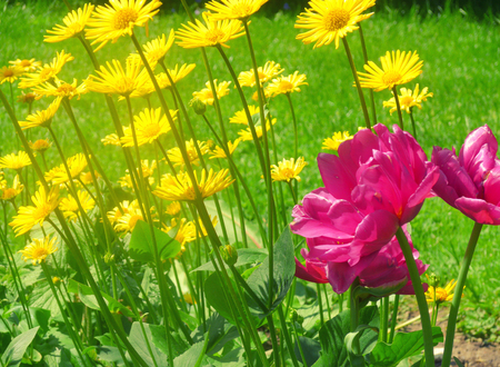 Bright pink flowers against the background of bright yellow flowers blowing in the wind (as a beautiful floral background), retro styleの写真素材