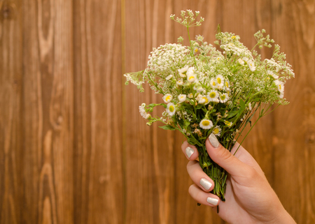 Hand with a bouquet of wild chamomile flowers against the wooden background (shallow DOF, selective focus, copyspace on the left), retro styleの写真素材