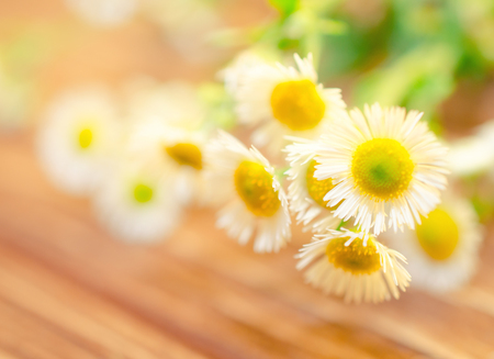 Beautiful blurred wild chamomile flowers against the wooden background (very shallow DOF, selective focus on the petals), copyspace on the leftの写真素材