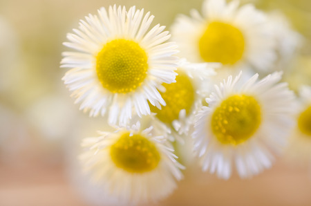 Macro shot of out-of-focus blurred wild chamomile flowers (very shallow DOF, selective focus on the...