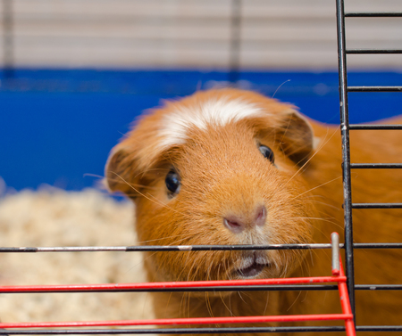 Funny curious guinea pig looking out of a cage (selective focus on the guinea pig eyes)の写真素材