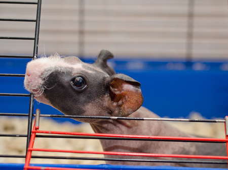 Curious skinny guinea pig baby with big ears looking out of a cage (selective focus on the guinea pig eye and ears)の写真素材