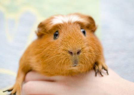 Funny cute guinea pig in a human hand against a bright background (selective focus on the guinea pig nose)の写真素材