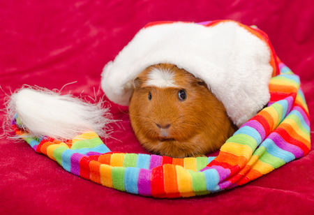 Funny guinea pig wearing an oversized long multicolored hat (on a red background)の写真素材