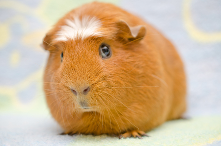Cute funny guinea pig against a bright background (selective focus on the guinea pig nose)の写真素材
