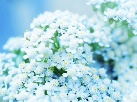 Macro shot of blurred out-of-focus silhouettes of white flowers in the evening light in blue tones (very shallow DOF, selective focus)の写真素材