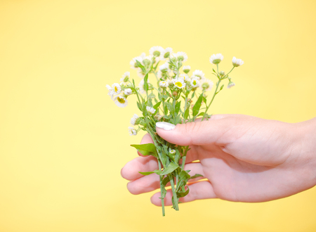 Hand with a bouquet of wild chamomile flowers against a bright yellow background (copyspace on the left)の写真素材