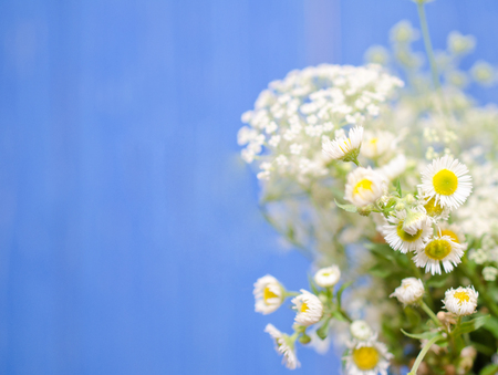 Beautiful blurred wild chamomile flowers against a bright blue background (very shallow DOF, selective focus), copyspace on the leftの写真素材