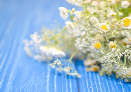 Pile of chamomile flowers (dried to be used as a herb or for herbal tea) on a bright blue wooden background, shallow DOF with selective focusの写真素材