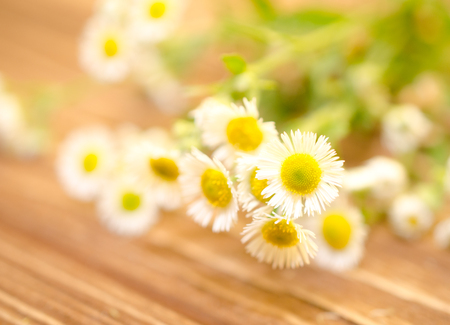 Beautiful blurred wild chamomile flowers against the wooden background (very shallow DOF, selective focus)の写真素材