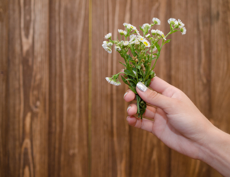 Hand with a bouquet of wild chamomile flowers against the wooden background (with copyspace on the left)の写真素材