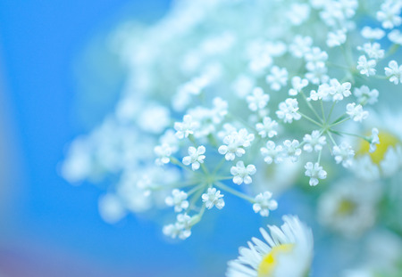 Beautiful blurred white flowers against the light blue background (very shallow DOF, selective focus), copyspace on the leftの写真素材