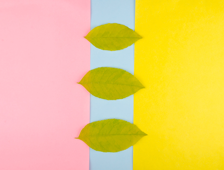Three autumn leaves in a row on a multicolored paper background, minimal concept (flat lay, top view)の写真素材