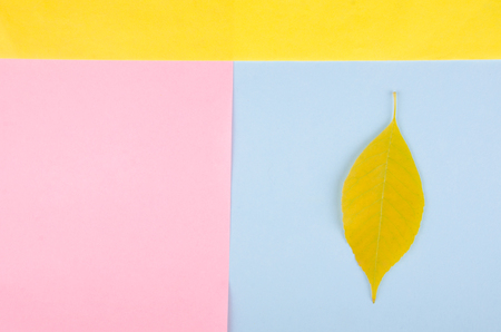 Single autumn leaf on a multicolored paper background, minimal concept (flat lay, top view), copy space for your textの写真素材