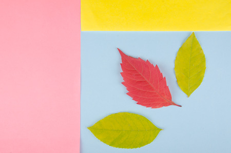 Three autumn leaves on a multicolored paper background, minimal concept (flat lay, top view)の写真素材