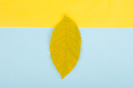 Single autumn leaf on a yellow and blue paper background, minimal concept (flat lay, top view)の写真素材