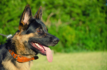 German shepherd walking outdoors (against the bright green background), retro style, copy space on the rightの写真素材