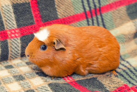Cute guinea pig sitting on a sofa (retro style)の写真素材