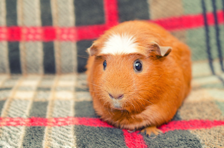 Cute guinea pig sitting on a sofa, selective focus on the guinea pig nose (retro style)の写真素材
