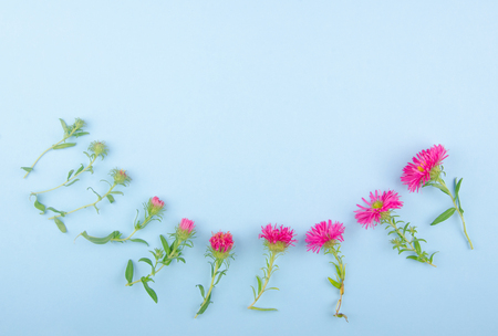 Pink aster flowers scattered against a blue background in a line (from a bud to a flower), minimal concept, top view, copy space for your textの写真素材
