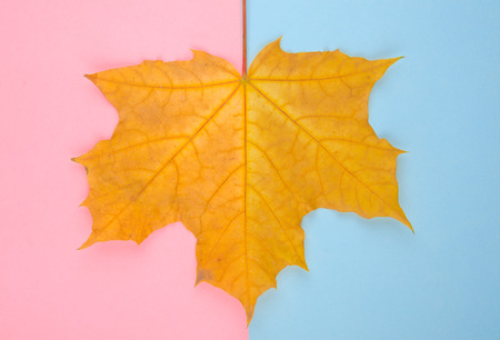 Bright yellow maple leaf on a pink and blue paper background, minimal concept (flat lay, top view)の写真素材
