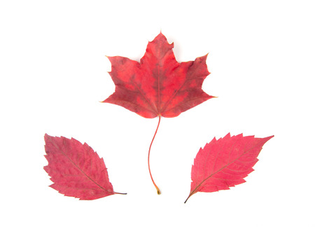 Bright red autumn leaves on a white background (top view)の写真素材