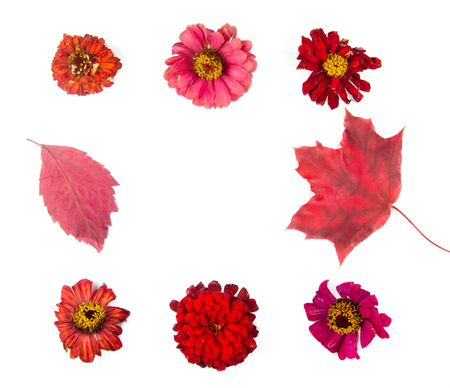 Bright red autumn flowers and leaves forming a frame on a white background (top view, copy space in the center)の写真素材