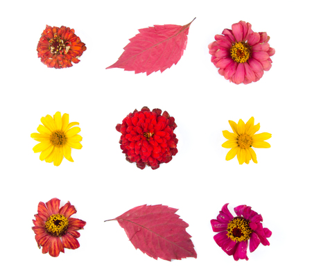 Rows of yellow and red autumn flowers and leaves isolated on white (top view, flat lay)の写真素材