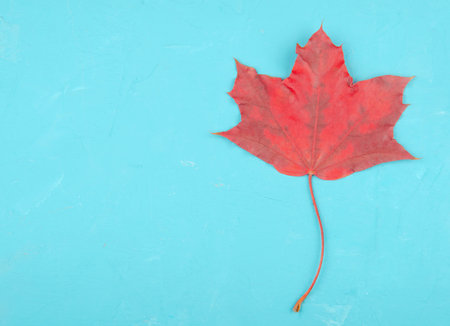 Bright red maple leaf on a bright blue cracked concrete background, minimal concept (flat lay, top view, copy space on the left)の写真素材