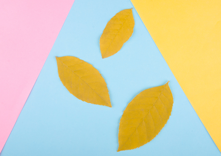 Three yellow autumn leaves on a multicolored paper background, minimal concept (flat lay, top view)の写真素材