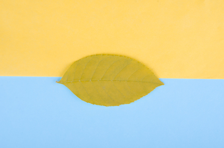 Autumn leaf on a yellow and blue paper background, minimal concept (flat lay, top view)の写真素材