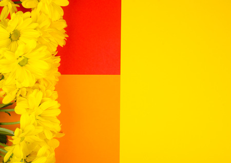 Bright yellow chrysanthemum flowers on a bright multicolored paper background, minimal concept (flat lay, top view)の写真素材