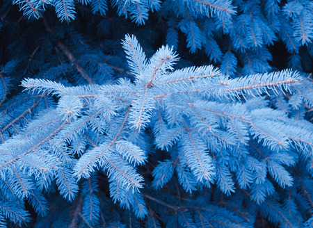 Magic fairy-like blue twigs of a New Year tree (blue spruce, or Picea pungens) as a Christmas or New Year background, shallow DOF, selective focusの写真素材