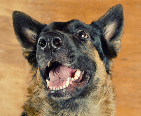 Portrait of a happy smiling German shepherd rolling or lying on the wooden floorの写真素材