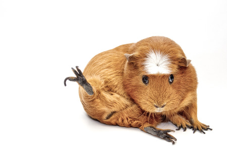 Karate guinea pig (guinea pig sitting in a funny pose as if doing karate) isolated on white, copy space on the leftの写真素材