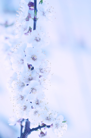 Blurred out-of-focus cherry-tree flowers in the morning mist as a blurred floral background in blue tones (very shallow DOF, selective focus), copy space on the rightの写真素材