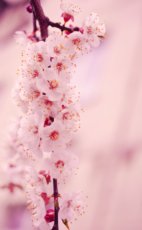 Blurred out-of-focus cherry-tree flowers in the morning mist as a blurred pink floral background (very shallow DOF, selective focus), copy space on the rightの写真素材