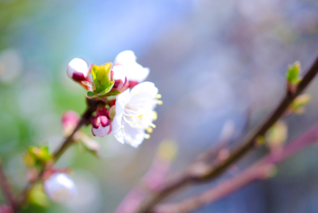 Blurred colorful spring flowers and a green bud as a blurred floral spring background (very shallow DOF, selective focus on the green bud)の写真素材