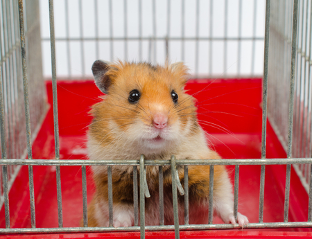 Cute funny Syrian hamster looking out of the cageの写真素材