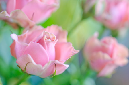 Beautiful soft focus pink roses as a blurred floral rose background (very shallow DOF, selective focus)の写真素材