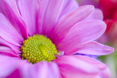 Soft focus macro shot of a drop of water or morning dew on a pink chrysanthemum flower (shallow DOF, blurred petals of the chrysanthemum flower, selective focus on the drop of water)の写真素材