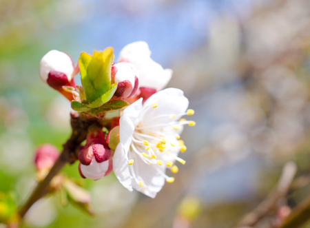 Soft focus blurred colorful spring flowers and a green bud in the sunlight as a blurred floral spring background (very shallow DOF, selective focus)の写真素材