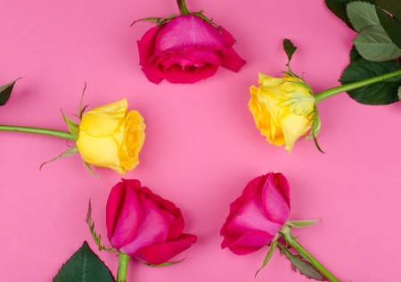 Bright pink and yellow roses forming a circle on a bright pink paper background, copy space in the center for your text (flat lay, top view)の写真素材