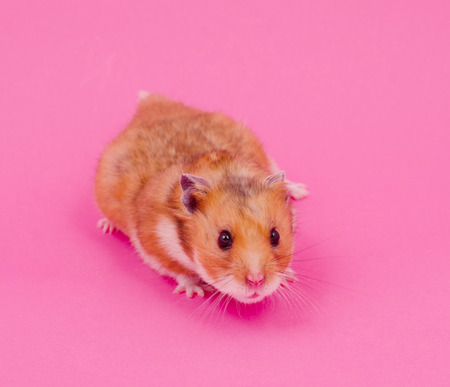 Cute funny Syrian hamster on a pastel pink backgroundの写真素材