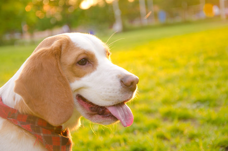Soft focus portrait of a dreamy thoughtful beagle puppy (selective focus on the puppy eyes and tongue), copy space on the rightの写真素材