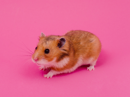 Cute funny Syrian hamster on a pastel pink backgroundの写真素材