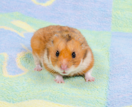 Cute tiny hamster on a bright background (selective focus on the hamster eyes)の写真素材