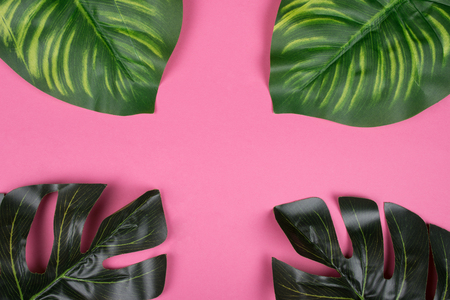 Monstera and calathea leaves as tropical plant leaves forming a frame on a pink background, minimal concept (copy space in the center for your text)の写真素材