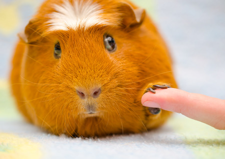 Cute shy guinea pig with its paw on a human finger as if shaking hands (selective focus on the human finger)の写真素材